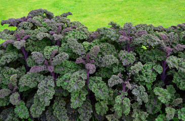 jarmuż kolorowe liscie Brassica oleracea  var. sabellica, super food - obrazy, fototapety, plakaty