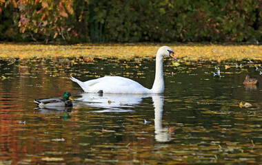 White swan and wild duck