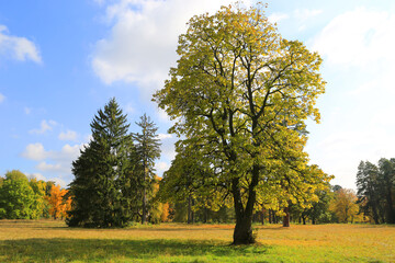 tree on meadow in park