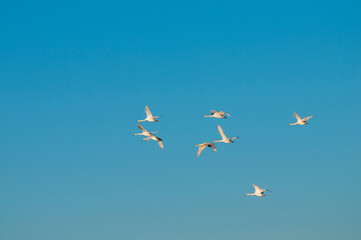 white swans fly in the sky under the bright sun