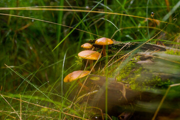Honey mushrooms growing on a rotten tree trunk, in the grass.