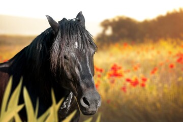 Portrait of beautiful horse standing in a long grass in autumn