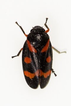 Cercopis intermedia is a Hemiptera, of the family Cercopidae. Macro photography.