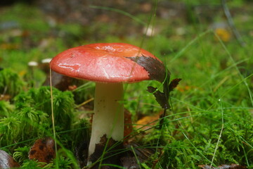 Russula, in the autumn forest.
