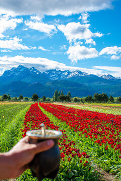 Trevel&iacute;n- Chubut
Campo de Tulipanes
