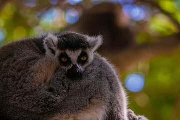 portrait ring tailed lemur close up © AlexTow