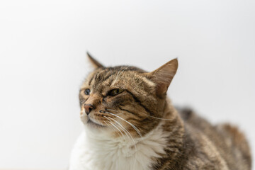 Portrait of a tabby common domestic cat isolated on white background