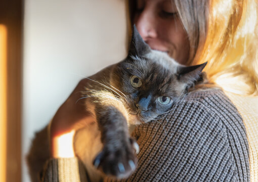 Portrait of young woman holding siamese cat on her shoulders at home.Home emotions and pet concept