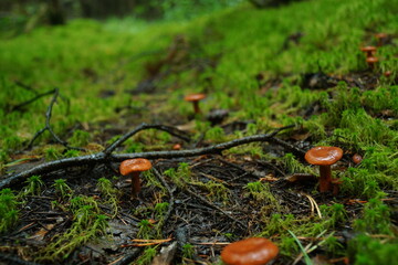 Mushrooms after the rain, in the moss of the autumn forest.