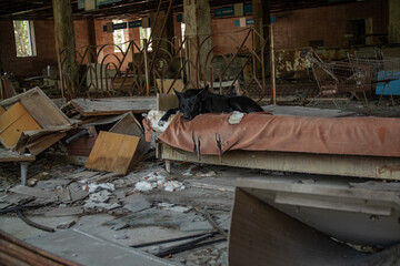 Homeless dogs in a destroyed store in Chernobyl