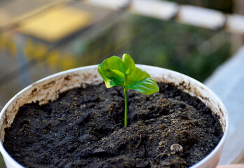 a small green sprout of a lemon tree growing in a flower pot and illuminated by sunlight. the concept of growing plants and preserving the ecology