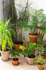 Fototapeta premium The unity of nature and people, home green plants in brown clay pots in the corner of the room near the window, biophilic design