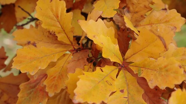 Slow motion panning shot of yellow, orange, green, and brown English white oak tree leaves in autumn or fall season as peak foliage begins to fade.