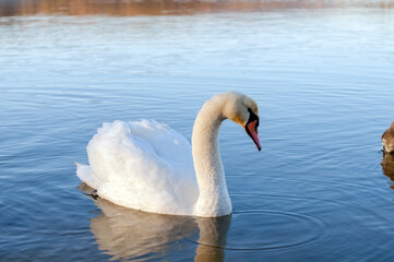 Fototapeta premium A white majestic swan floats in front of a wave of water. Young swan in the middle of the water. Drops on a wet head.