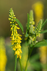 Sweet yellow clover (melilotus officinalis) flowers