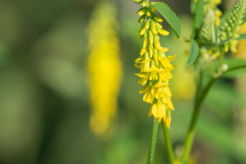 Sweet yellow clover (melilotus officinalis) flowers