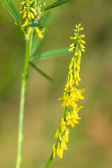 Sweet yellow clover (melilotus officinalis) flowers