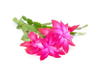 Bouquet pink zygocactus.