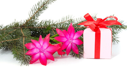 Two pink zygocactus with a Christmas tree branch and a gift.