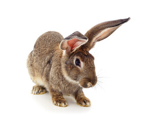 One brown rabbit.