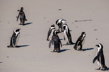 Penguins off the coast of Simons Town, South Africa