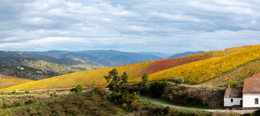 Panoramic view on Douro river valley and colorful hilly stair step terraced vineyards in autumn, wine making industry in Portugal - obrazy, fototapety, plakaty