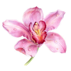 Fototapeta na wymiar Pink orchid flower, watercolor illustration, one element