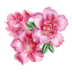 Pink azalea flowers, bouquet, illustration, watercolor painting