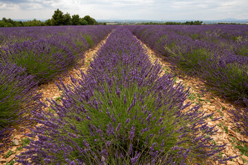 Obraz na płótnie Canvas Touristic destination in South of France, colorful lavender and lavandin fields in blossom in July on plateau Valensole, Provence.