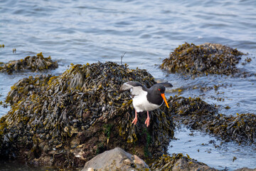 Eurasian oystercatcher bird looking for oysters during low tide in Oesterschelde national park,...