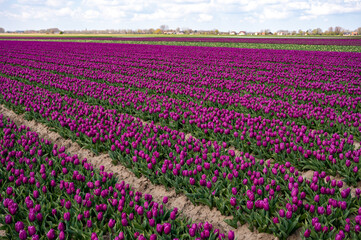 Dutch spring, colorful tulips in blossom on farm fields in april and may near Lisse, North Holland, Netherlands