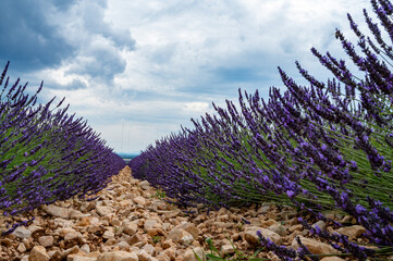 Touristic destination in South of France, colorful lavender and lavandin fields in blossom in July on plateau Valensole, Provence.