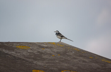 a pied wagtail (Motacilla alba) on a dark grey felt roof apex with clouded sky background