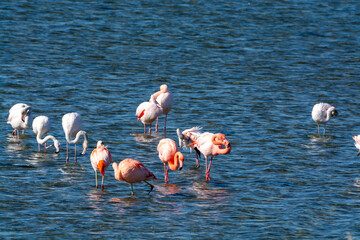 Colony of pink flamingos wintering in Grevelingen salt lake near Battenoord village in Zeeland, Netherlands