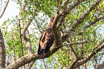 Tawny eagle (Aquila rapax) on a tree in Serengeti national park, Tanzania