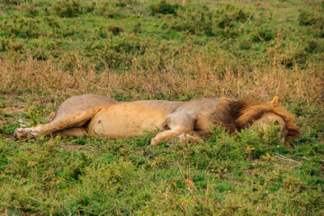 Lion (Panthera leo) sleeping on grass in savannah in Serengeti National Park, Tanzania