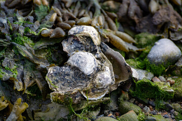 Wild creuse oysters shellfish growing on stones in salted water of Oesterschelde during low tide, Zeeland, Netherlands