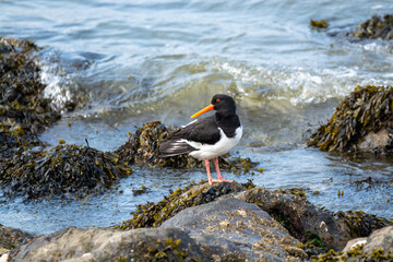 Eurasian oystercatcher bird looking for oysters during low tide in Oesterschelde national park, Zeeland, Netherlands