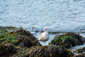 Young seagull sitting on rock during low tide in North Sea, Zeeland, Netherlands