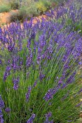 Touristic destination in South of France, colorful lavender and lavandin fields in blossom in July on plateau Valensole, Provence.