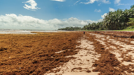 The coast of Africa after severe weather has filled the beautiful beach with algae that have worn...