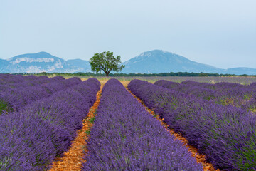 Touristic destination in South of France, colorful lavender and lavandin fields in blossom in July on plateau Valensole, Provence.