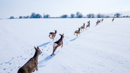 Aerial view of a running herd of roe deer in winter. Beautiful wildlife scenery of roe deer in snowy landscape. West Bohemia in Czech republic, European union. © peteri