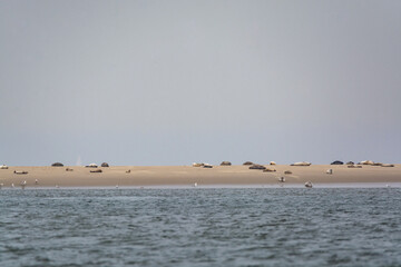 Naklejka premium Big colony of sea seals resting on sandy island during low tide near Renesse beach, Zeeland, Netherlands