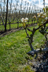 Begin of spring blossom of pear trees in Dutch orchards