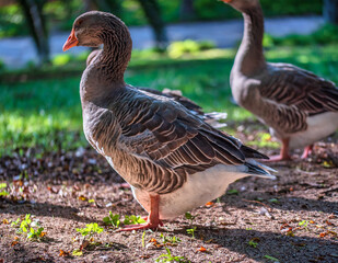 geese in a park