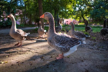 geese in a park