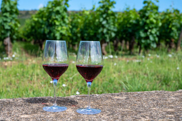 Tasting of burgundy red wine from grand cru pinot noir  vineyards, two glasses of wine and view on green vineyards in Burgundy Cote de Nuits wine region, France