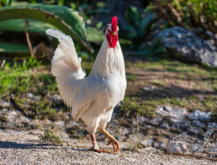 white rooster walking