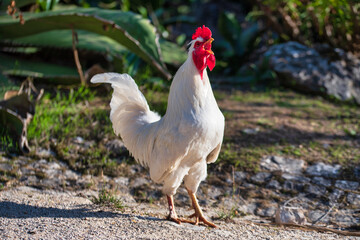 white rooster walking